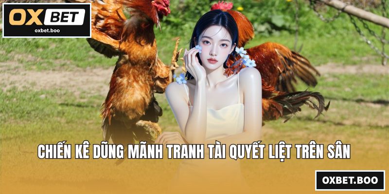 Đá Gà Thomo - Chiến Kê Tranh Tài Kịch Tính Đỉnh Cao Nhất Chiến kê dũng mãnh tranh tài quyết liệt trên sân
