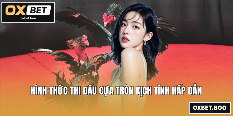 Đá Gà Chọi C1 - Tuyệt Kỹ Huấn Luyện Và Chế Độ Dinh Dưỡng Hình thức thi đấu cựa tròn kịch tính hấp dẫn