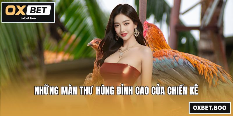 Những màn thư hùng đỉnh cao của chiến kê