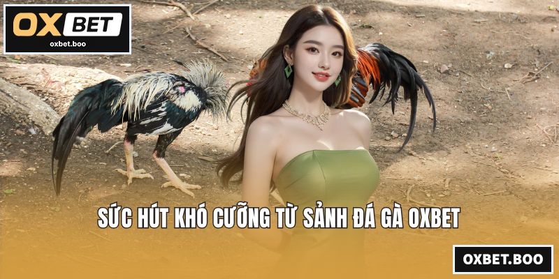 Sức hút khó cưỡng từ sảnh đá gà OXBET