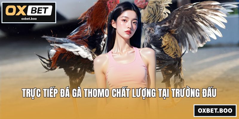 Đá Gà Thomo - Chiến Kê Tranh Tài Kịch Tính Đỉnh Cao Nhất Trực tiếp đá gà Thomo chất lượng tại trường đấu